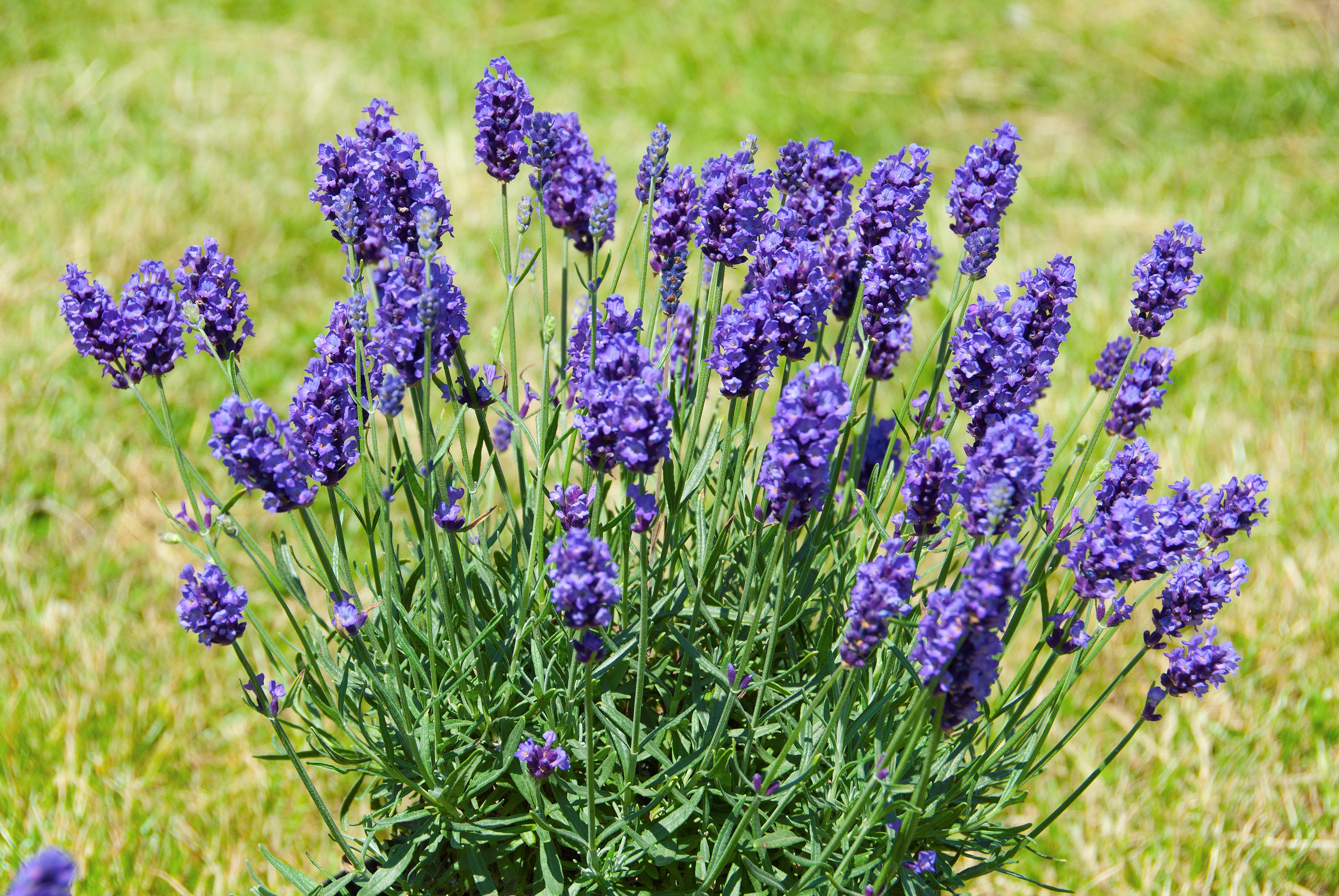 Website/Plants/2144398780/Images/Gallery/Pop 2.0.jpg